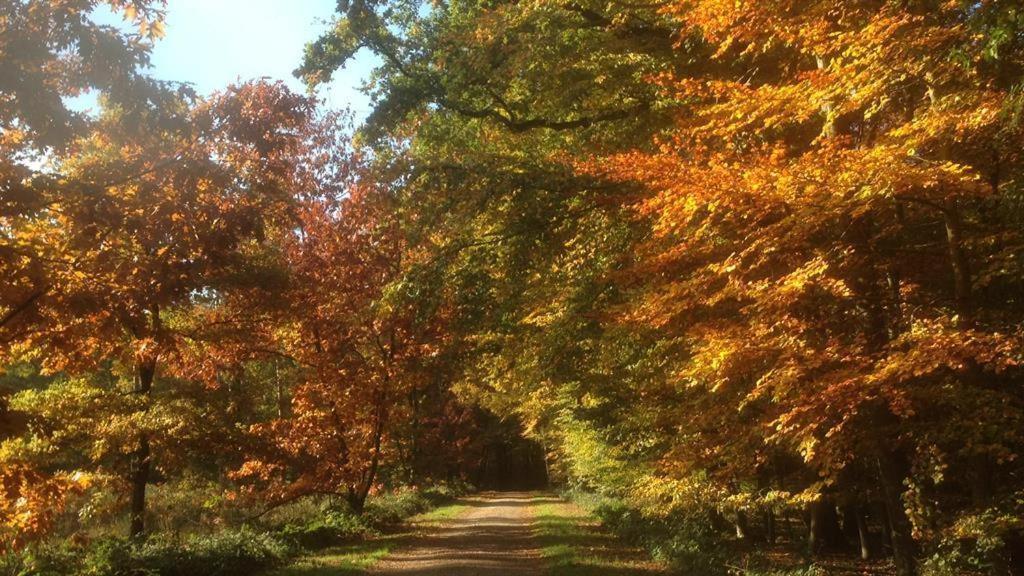 Ferienhaus Ginkgo Biloba Malsbenden Bagian luar foto