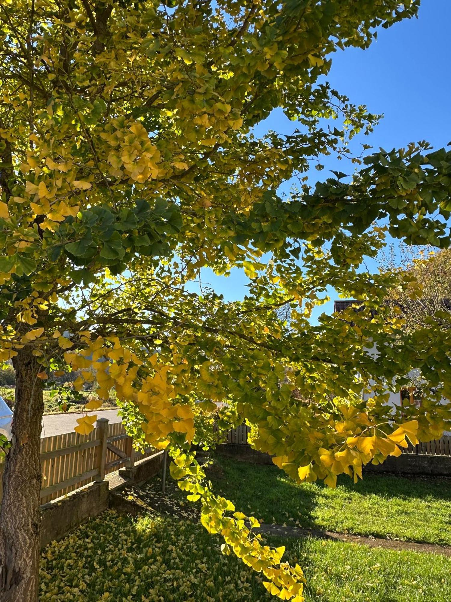 Ferienhaus Ginkgo Biloba Malsbenden Bagian luar foto